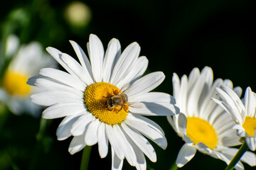 Bee gathered pollen bags full of paws on a camomile