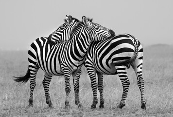 Fototapeta na wymiar zebras in serengeti national park tanzania africa