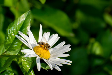 Bee collecting pollen on a white flower