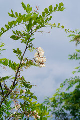 Fototapeta premium White Acacia during the flowering period