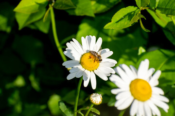 Honey bee on camomile flower on dark green background