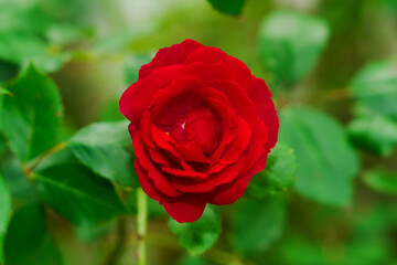 Rose red color, artisanal ornamental plant