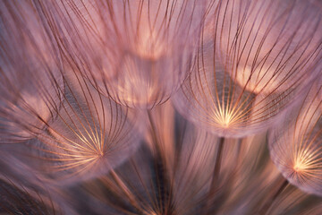 dandelion seed closeup - 356105621