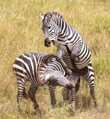 Fototapeta na wymiar zebra fighting in the wild