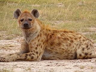 Hyena in africa