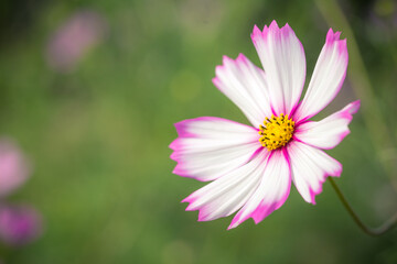 Obraz premium コスモス畑 秋のイメージ