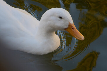 a duck in the pond
