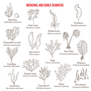 Ulva Bilder Durchsuchen 1,775 Archivfotos, und Videos