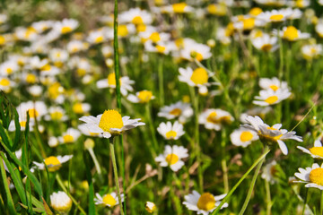 Closeup of sunny medicinal chamomile field