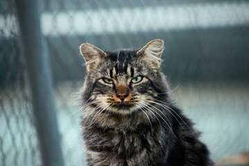 A cat on the park