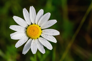 Fototapeta premium Closeup of bright medicinal chamomile on the field