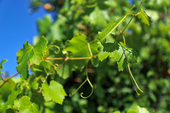 Particolari di piante di vite, foglie e tralci, in un vigneto in tarda primavera