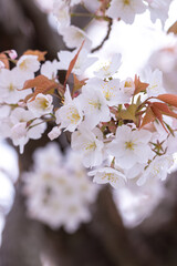 桜の花　春のイメージ