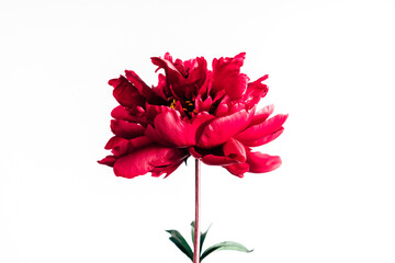 Minimal flowers composition. Red single peony on white background. Flat lay, top view, copy space