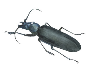 
Watercolor image of a beetle, tree arbor. Ideas for zoological illustration of books on entomology. Isolated leafy image on a white background. Ideas for postcards, posters, prints, stickers.