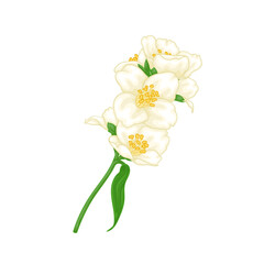 Fototapeta na wymiar beautiful branch flower jasmine cartoon watercolour style isolated on white background. Hand-draw branch flowers. Design element for greeting card and invitation. Vector illustration