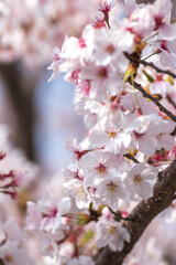 桜の花　春のイメージ