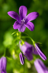 Blooming of blue mountain alpine bellflower in nature, Campanula alpina. Floral background. Close-up. Selective focus.
