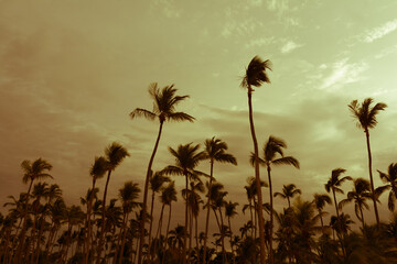 Coconut palm tree in bavaro beach, Punta cana, Dominican Republic