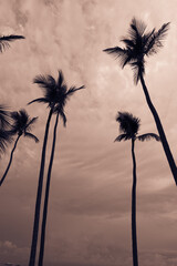 Fototapeta na wymiar Coconut palm tree in bavaro beach, Punta cana, Dominican Republic