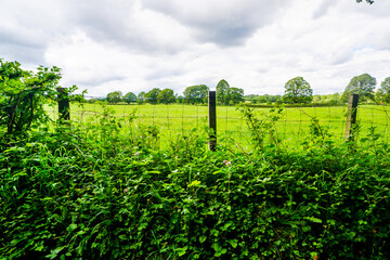 Fototapeta na wymiar wire fence and hedge enclosing farmland at Sedgwick