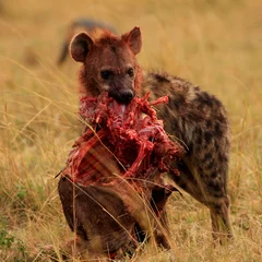 Schilderijen op glas hyena met prooi in serengeti nationaal park tanzania afrika © Theodore