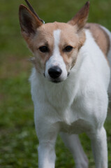 Canaan Dog