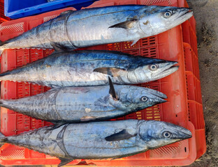 Freshly caught King Fish on sale in fish market. Raw Seer fishes kept on red crate for sale.