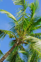 Fototapeta premium Coconut palm tree in bavaro beach, Punta cana, Dominican Republic