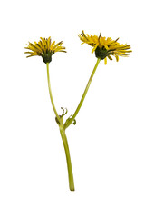 Unusual double dandelion isolated. Yellow flower on a white background.
