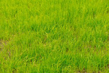 young green grass. natural background