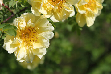 yellow flowers green Rose hip in flower garden background