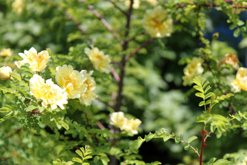 yellow flowers green Rose hip in flower garden background bush