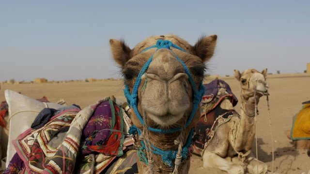 Camel looks directly at camera on Safari in Jaisalmer, Rajasthan India.
