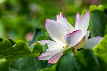 蓮の花　初夏イメージ
