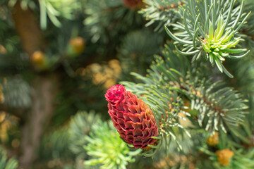 Fototapeta premium young red cones on green pine branches. spring background