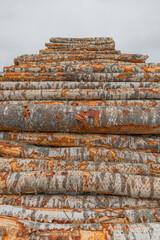 Tree wooden logs in woodworking factory. Wood storage for industry. Felled tree trunks. Cut tree trunk logs stacked prepared.