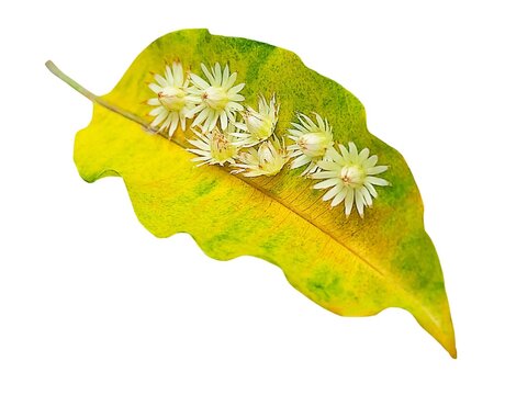 Mimusops Elengi or Bokul Flowers on Yellow Leaf