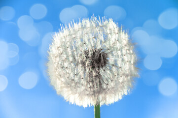 Dandelion flower with seeds on sunny day in deep blue sky background. Glare (bokeh) on the background