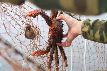 Catching crab on a network of prickly bait