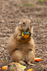プレーリードッグのポートレート