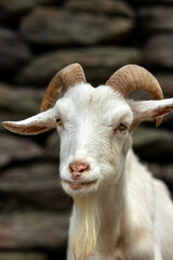 ヤギのポートレート