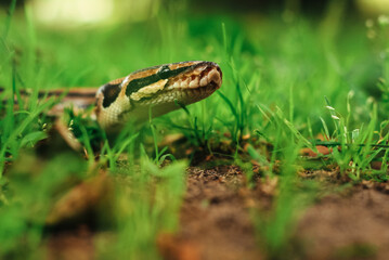 Python lies in the grass. Close-up of the head of a snake. Snake is looking into the soul.