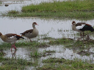Enten am Ufer