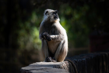Monkey in the sun
