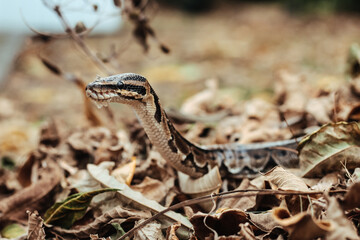 A snake creeps on the ground. Snake in the dry leaves. Python sheds.