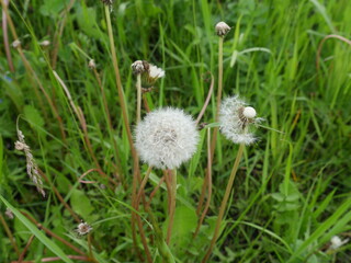 dandelion in the green grass