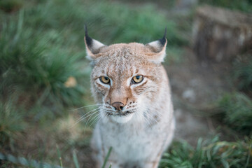Fototapeta premium Close up portrait of European Lynx, looking to camera.