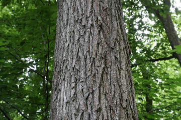 Tree trunk on a green forest background
