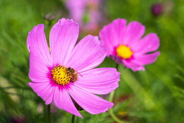 コスモス畑　秋のイメージ